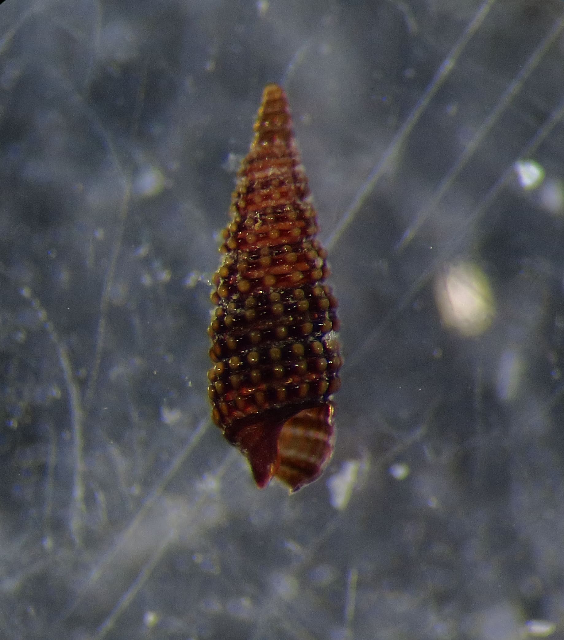 Cerithiopsis da ID
